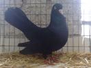 Orientalischer-Roller-(3)