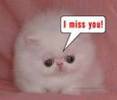 I Miss You, cat