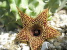 Huernia pillansii x H. transvalensis - 01.08