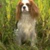 200583014658cavalierspaniel