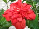 Hibiscus rosu involt 7
