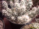 63-Tephrocactus ?