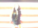 Fotografii-0060