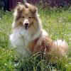 Shetland Sheepdog2