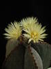 Astrophytum myriostigma