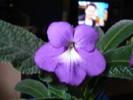 Picture 006