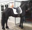 friesian