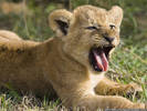 baby-lion 1