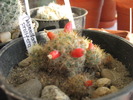 Mammillaria prolifera-fructe2