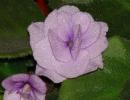 violeta ciclam