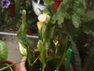 Picture 037