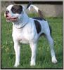 AMERICAN BULLDOG