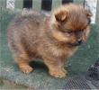 pomeranian puppy