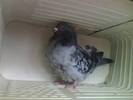 pescarus chinezesc