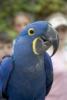 65_hyacinth_macaw