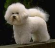 BICHON FRISE