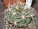 Gymnocalycium carminanthum