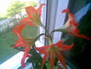 Hippeastrum