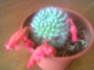 Rebutia pseudodeminuta