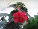 Achimenes Desiree 2