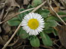 English Daisy (2009, April 06)