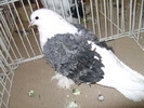 Picture 106