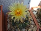 Coryphantha andreae