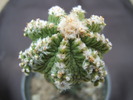 Aztekium ritterii