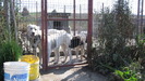 poze 27.09.2009 003
