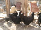 australorp6