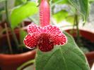 Kohleria Monte Friendship 4
