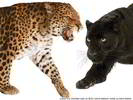 LEOPARDS