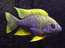 Aulonocara%20jacobfreibergi