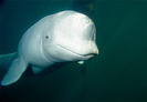beluga-whale