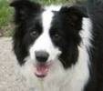 border collie