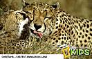 cheetah-ecard