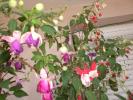fuchsii