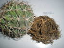 Coryphantha elephantisens