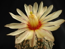Astrophytum asterias superkabuto