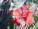 floare de porumb decorativ