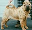Shar Pei (Chinesischer Kampfhund)