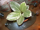 FICUS