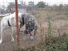 poze 11.10.2009 Jucu 009