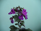 P1160277