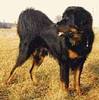 Tibetanischer Mastiff