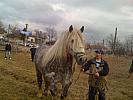 Percheron