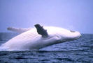 balena-alba-thumb-350-0-192