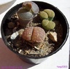 Lithops imbobocit, ora 15, 06.10