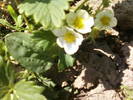 Fotografii-0033