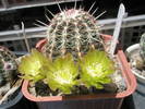 Echinocereus inflorit